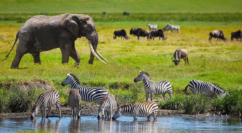 2 Days Tarangire and Ngorongoro Crater Trip from Arusha